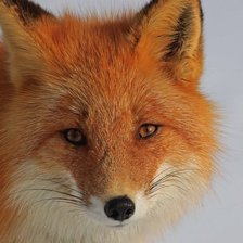 Схема вышивки «лисичка»