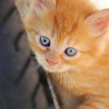 Схема вышивки «котенок»