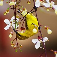 Схема вышивки «№346121»