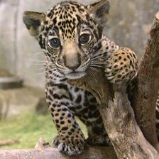 Схема вышивки «№346127»