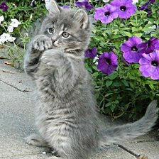 Схема вышивки «№346137»