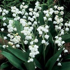 Схема вышивки «№346145»