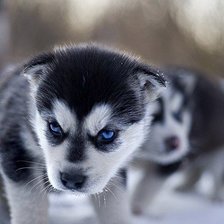 Схема вышивки «№346167»