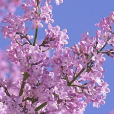 Схема вышивки «№346177»