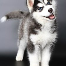 Схема вышивки «№346187»