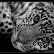 Схема вышивки «портрет леопарда»