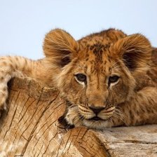 Схема вышивки «№346305»