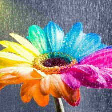 Схема вышивки «ромашка»