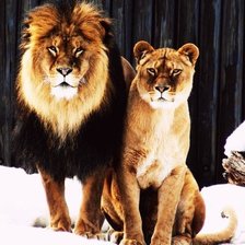 Схема вышивки «красавцы»