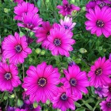 Схема вышивки «№346348»