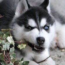 Схема вышивки «№346350»