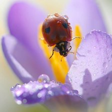 Схема вышивки «№346359»