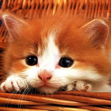 Схема вышивки «Мордашка»