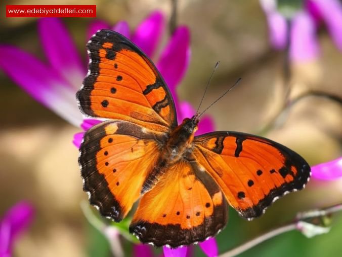 бабочка - оригинал