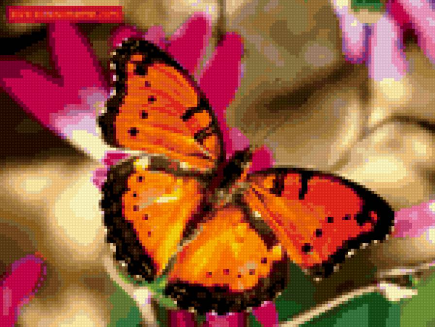 бабочка - предпросмотр