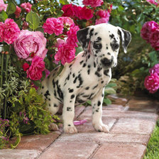 Схема вышивки «Пятнышко»