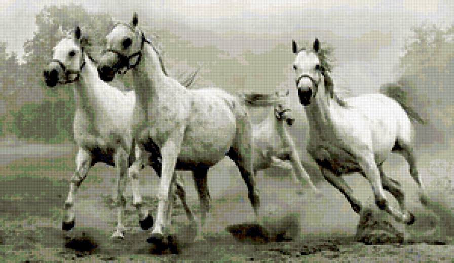 Табун лошадей - лошади - предпросмотр