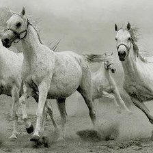 Табун лошадей