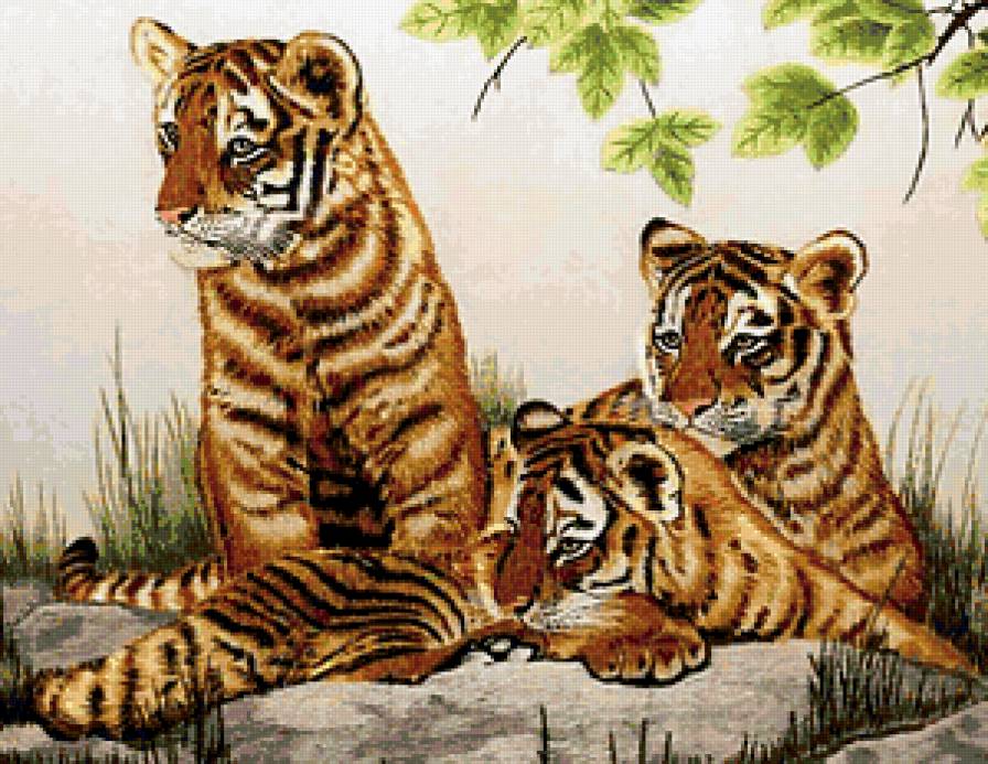 Тигрята - тигрята, тигры, животные - предпросмотр