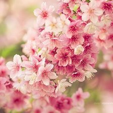 Схема вышивки «№347080»