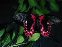 Схема вышивки «бабочка»