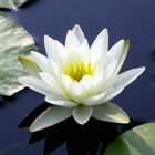 Схема вышивки «Кувшинка»