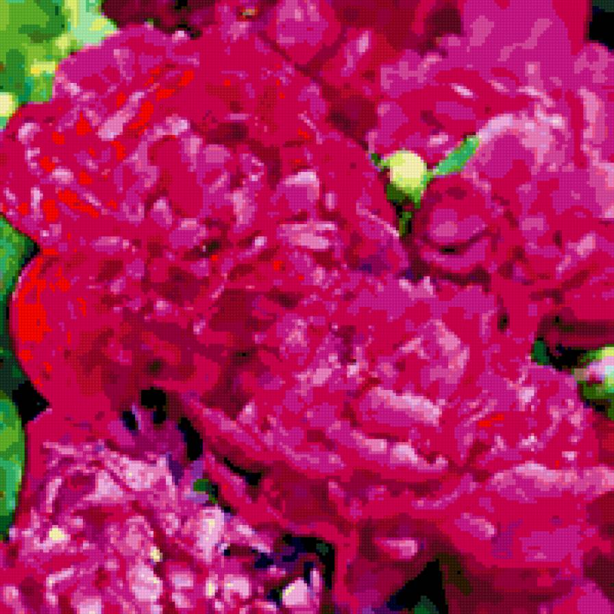 Пион - цветы - предпросмотр