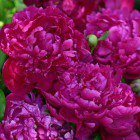 Схема вышивки «Пион»