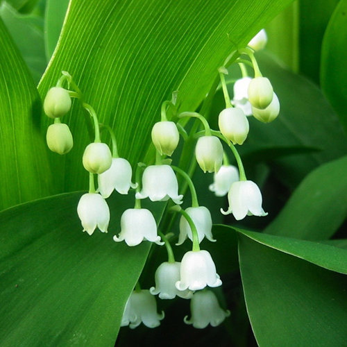 Ландыш - цветы - оригинал