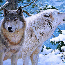 Схема вышивки «волки»