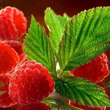 Схема вышивки «малина»