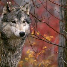 Схема вышивки «волк»