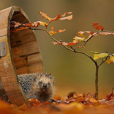 Схема вышивки «Ёжик»