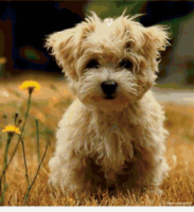 собачка - предпросмотр