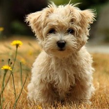 Схема вышивки «собачка»