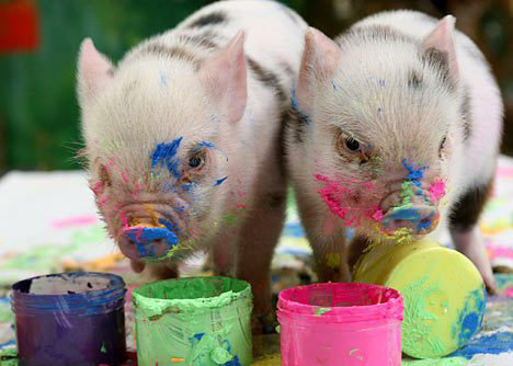 Хрюшки - животные - оригинал