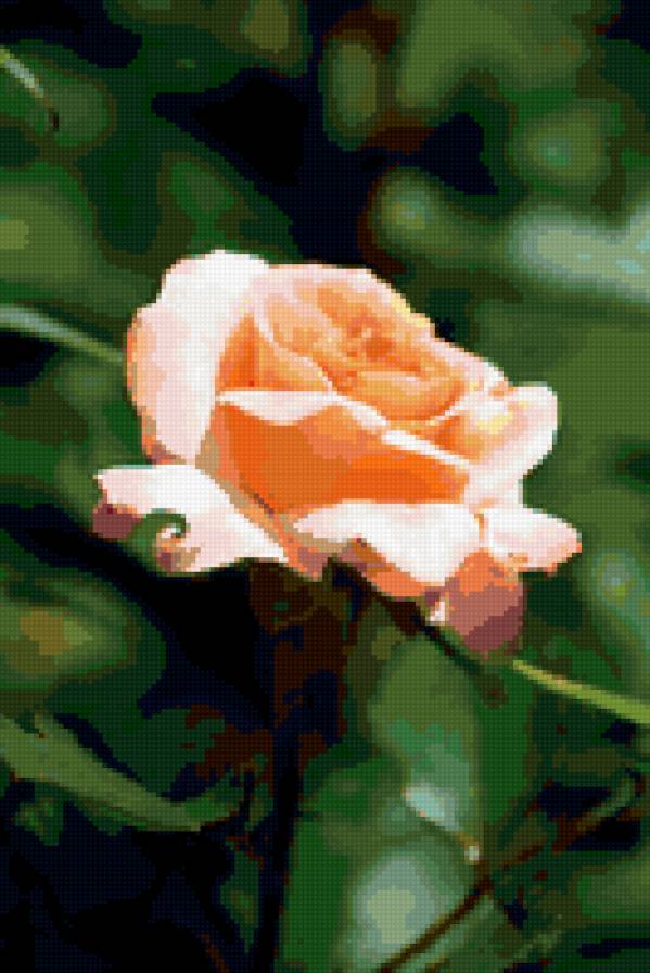 роза - цветы, цветок, розы, роза - предпросмотр