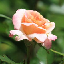 Схема вышивки «роза»