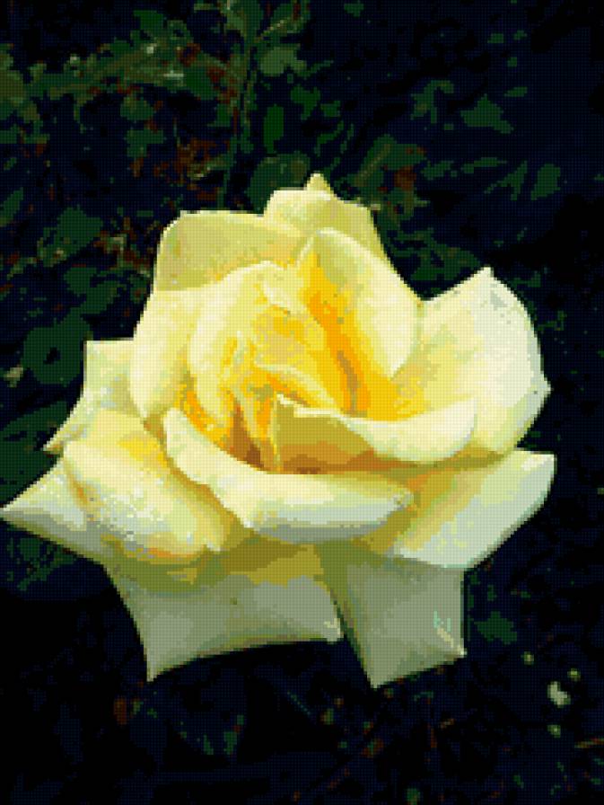 роза - цветок, роза, цветы, розы - предпросмотр