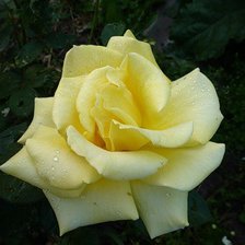 Схема вышивки «роза»