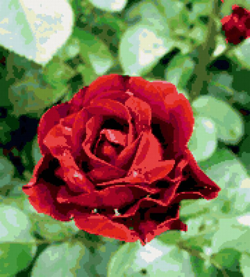 роза - цветок, роза, розы, цветы - предпросмотр