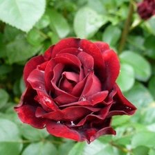 Схема вышивки «роза»