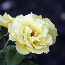 Схема вышивки «розы»