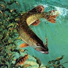 Схема вышивки «щука»