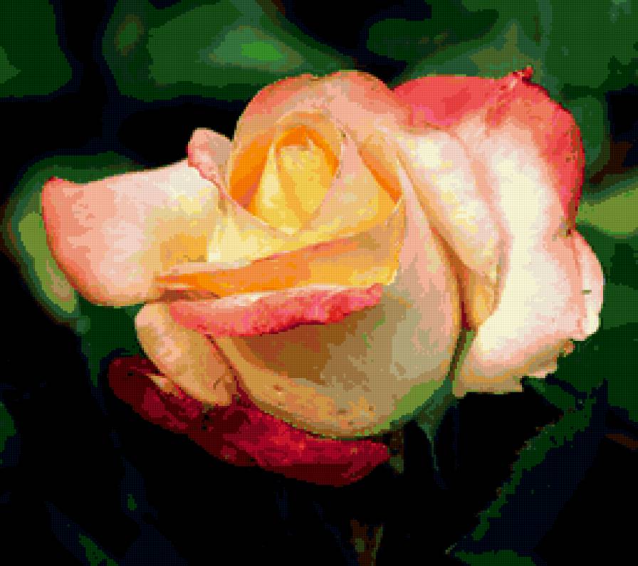 роза - цветы, роза, розы, цветок - предпросмотр