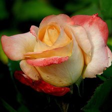 Схема вышивки «роза»