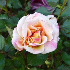 Схема вышивки «роза»