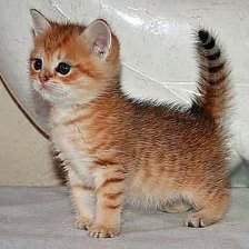 Схема вышивки «животные»