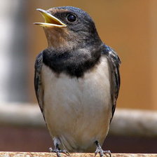 Схема вышивки «птицы»