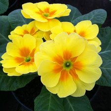 Схема вышивки «№347796»